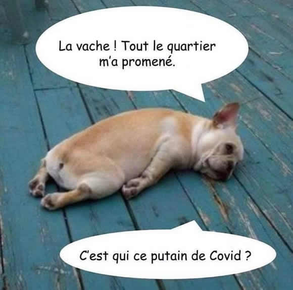 humour Covid 19